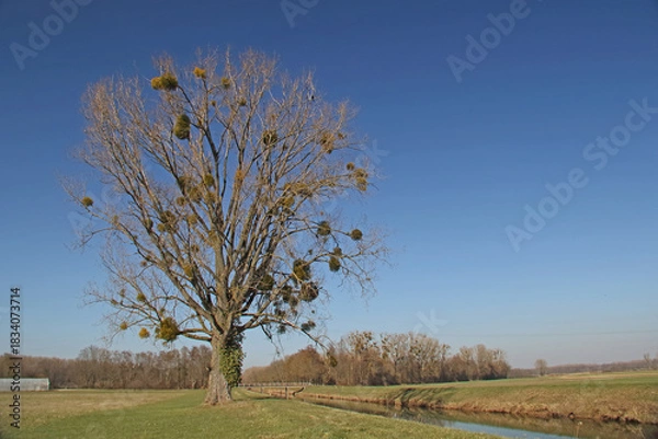 Obraz Freistehender Baum mit Misteln