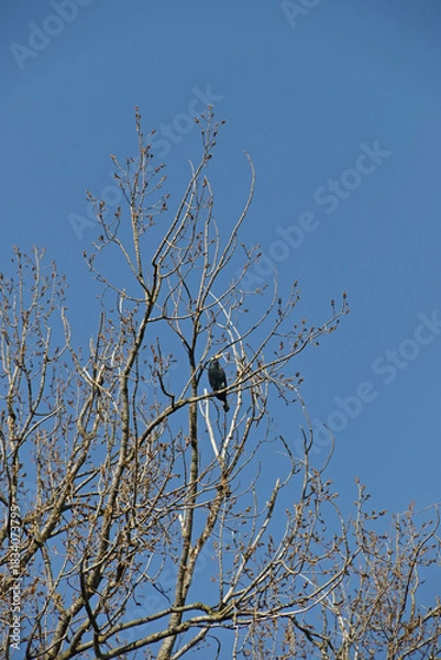 Obraz Kormoran im Geäst eines Baumes