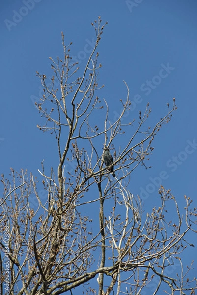 Obraz Kormoran im Geäst eines Baumes