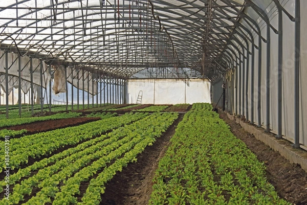 Obraz Gewächshaus mit diversen Anpflanzungen