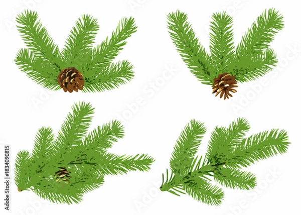 Obraz Four pine branches with pine cones on white background