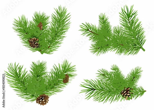 Obraz Four pine branches with pine cones on a white background