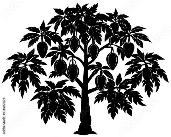 Obraz Silhouette of a papaya tree with ripe fruits and large leaves