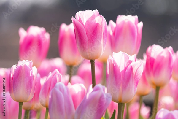 Fototapeta ピンクのチューリップ花壇3