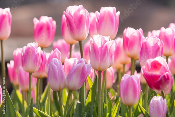 Fototapeta ピンクのチューリップ花壇