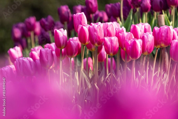 Fototapeta チューリップ花壇3