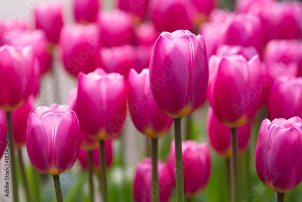 Fototapeta チューリップ花壇