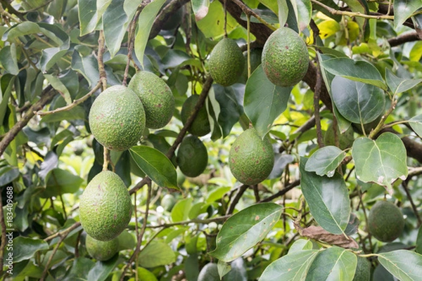 Fototapeta avocadoes fruit on tree in the garden