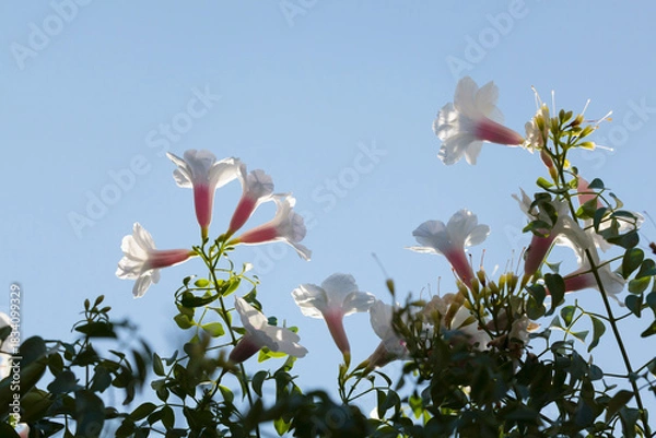 Fototapeta Bower vine flowers