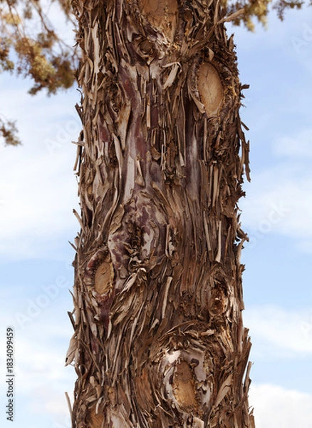 Fototapeta Сypress tree bark rough texture