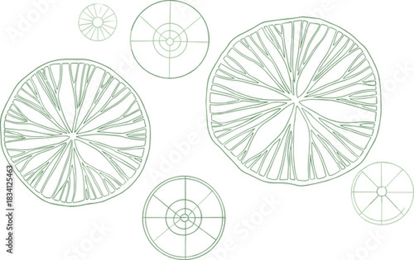 Fototapeta Green citrus slice illustration, lime lemon cross-section, radial segment pattern, geometric fruit design, organic texture, vector botanical symmetry
