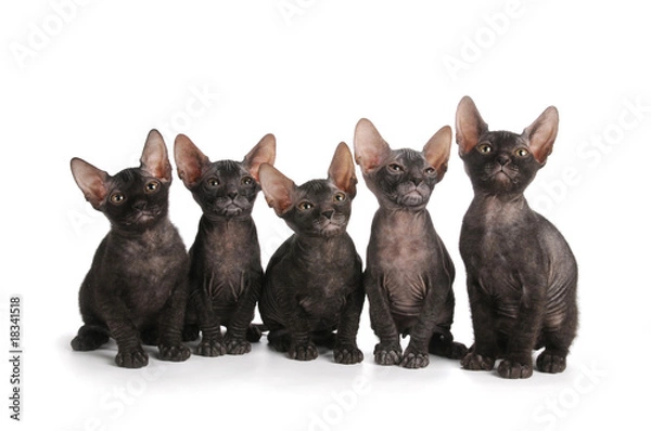 Obraz Five black sphinx kittens sit isolated on white