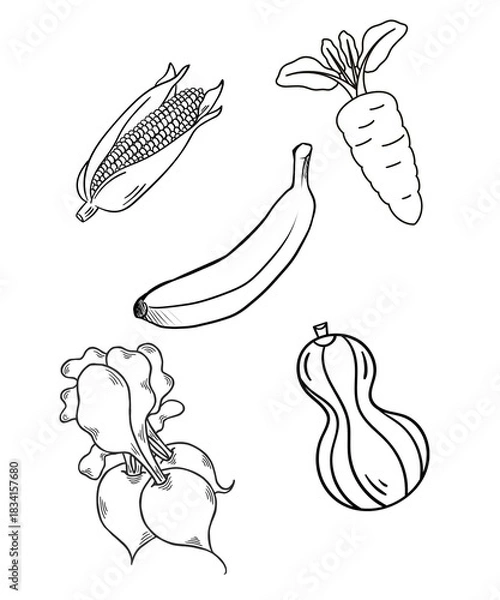 Obraz Vector Illustration hand drawn vegetables