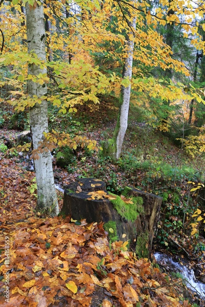 Obraz Autumn forest in mountains