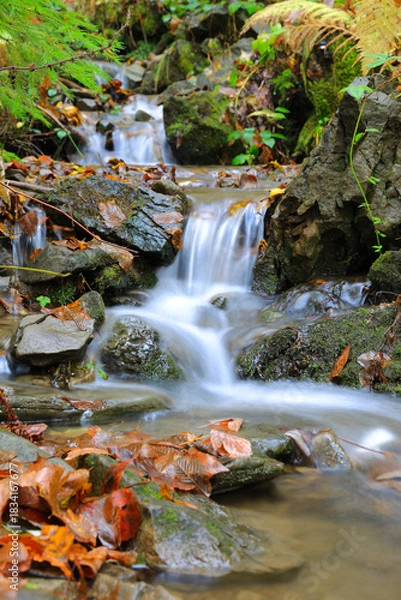 Obraz mountain brook in autumn forest