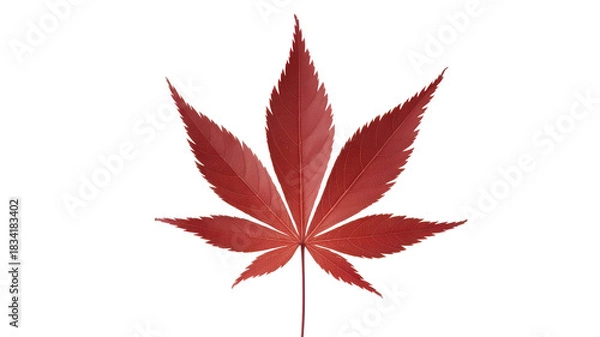Obraz Single vibrant red maple leaf against a stark transparent background