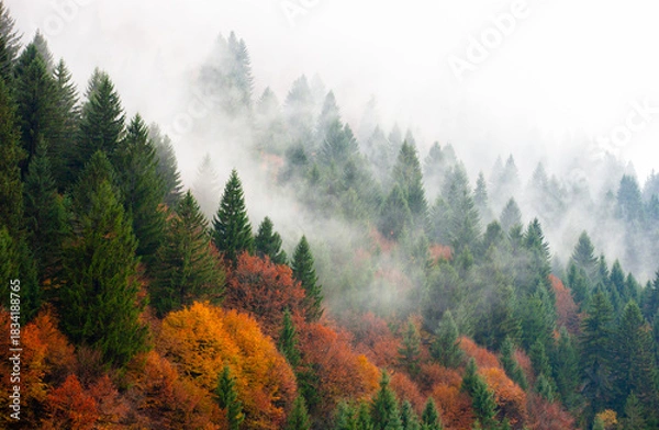 Obraz mist in mountain forest