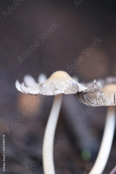 Fototapeta Champignon