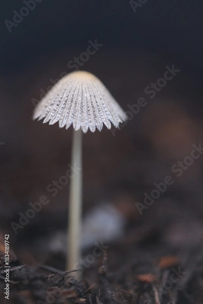 Fototapeta Champignon