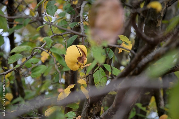Fototapeta Fruit of chinese quince, on the branch