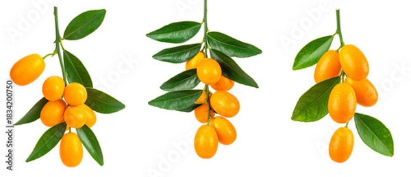 Fototapeta Fresh Kumquats With Green Leaves on Transparent Background