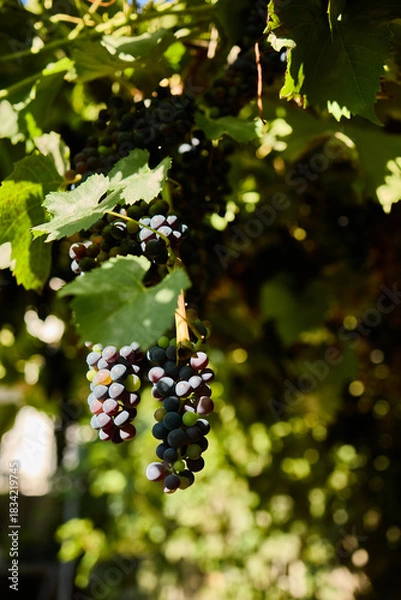Fototapeta Vines are heavy with clusters of ripe grapes, glistening in the sunlight. The vineyard is full of green leaves, creating a vibrant atmosphere in the fresh air.
