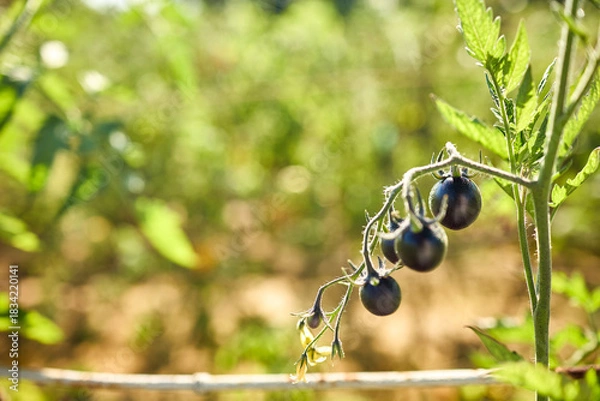Fototapeta Black tomatoes hang from a green vine in a vibrant garden filled with greenery. The sunlight enhances their dark color, showcasing healthy growth in the afternoon.