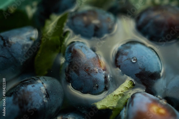 Fototapeta Plums are gathered from the orchard, showing ripe fruits with rich colors and green leaves. The scene captures the essence of late summer harvest time.