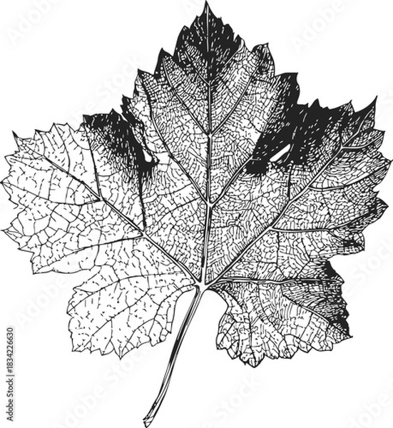 Fototapeta Grape leaf sketch, hand drawn botanical illustration with detailed veins and serrated edges. Vector illustration