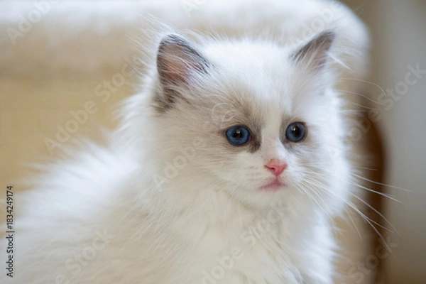 Obraz Porträt eines Ragdoll Kätzchen