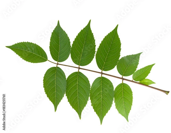 Fototapeta Branch with seven lush green leaves against a black background
