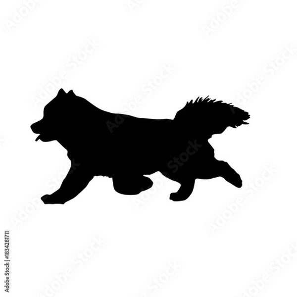 Obraz Silhouette of a fluffy dog running on a white background