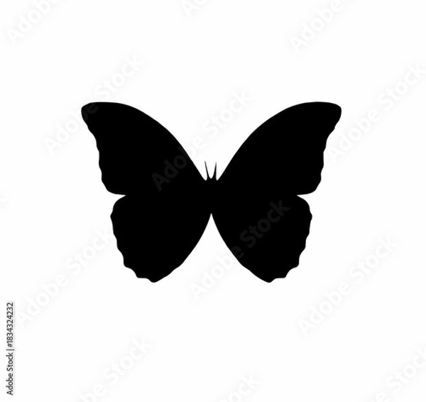 Obraz butterfly vector illustration