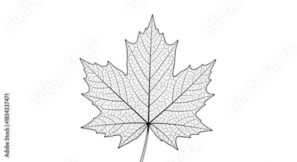 Obraz A detailed black and white illustration of a single maple leaf with visible veins.