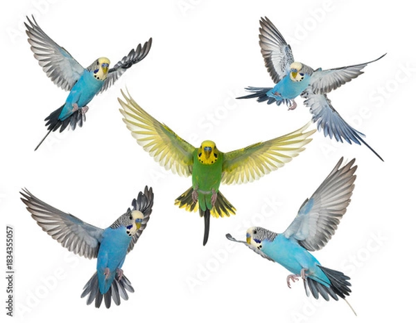 Obraz Five parakeets, blue and green, flying against black background