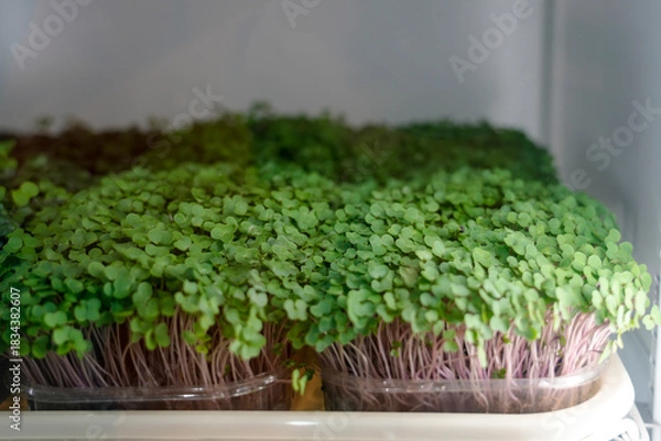 Obraz Small green plants grow in trays inside a refrigerator. They are arranged neatly and are receiving adequate light. The space is organized for easy access and care