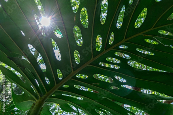 Fototapeta A large Monstera leaf seen from below, illuminated by sunlight filtering through the plant's natural folds, creating a soft flare and organic patterns of light and shadow. 