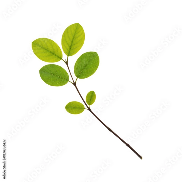 Fototapeta Delicate sprig of verdant foliage on a transparent canvas representing growth and nature