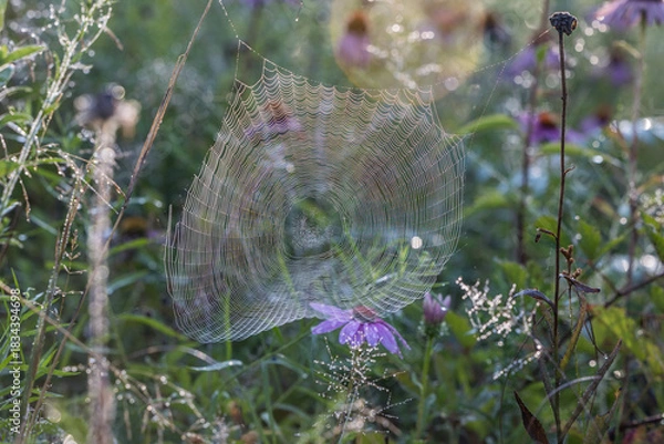Obraz spider web with dew drops