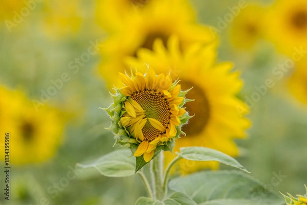 Obraz opening sunflower