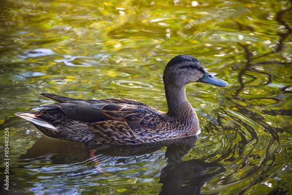 Fototapeta A mallard duck glides gracefully across water. A duck in a serene wildlife scene. ideal for use in environmental, wildlife, or outdoor-themed projects.