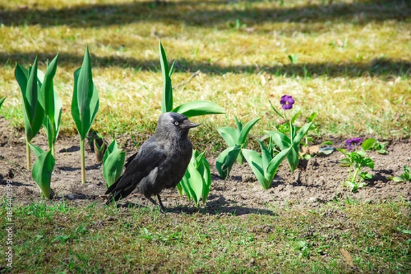 Fototapeta A Eurasian jackdaw (Corvus monedula).  A black bird with peculiar beak stands on the grass amidst young tulips. Ideal for nature, wildlife, spring, or gardening-themed content