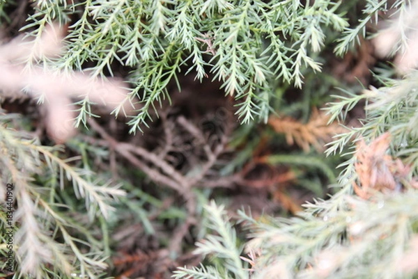 Fototapeta Close view of green plants with small leaves in a natural setting during daytime in a garden or forest area
