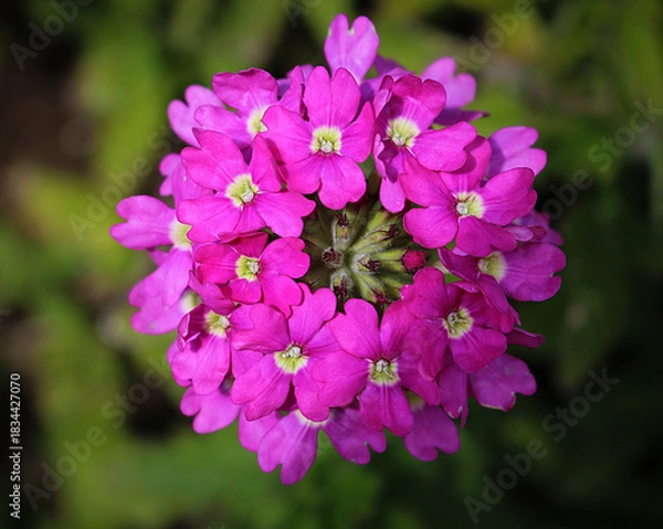 Fototapeta A vibrant macro close-up of a pink verbena in full bloom, showcasing delicate details of the petals and floral center with excellent sharpness. 