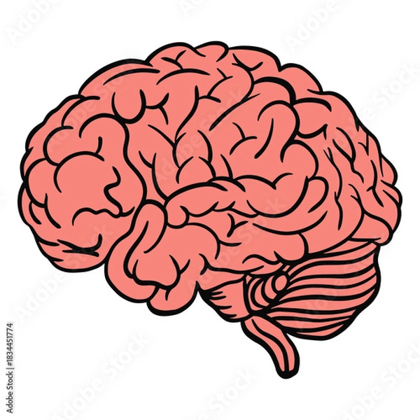 Obraz Human brain color stroke