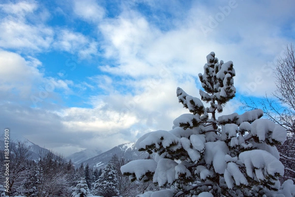 Obraz Winter tree and snow covered Alps mountains in the Austrian.
