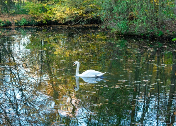 Obraz Einsamer weißer Schwan auf einem See