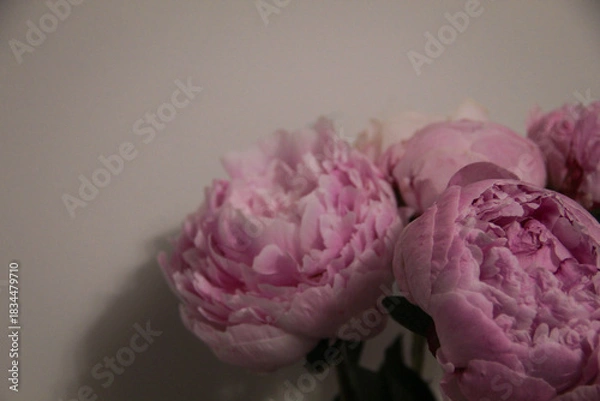 Obraz pink rose flower