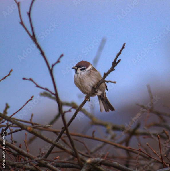 Obraz sparrow on the branch
