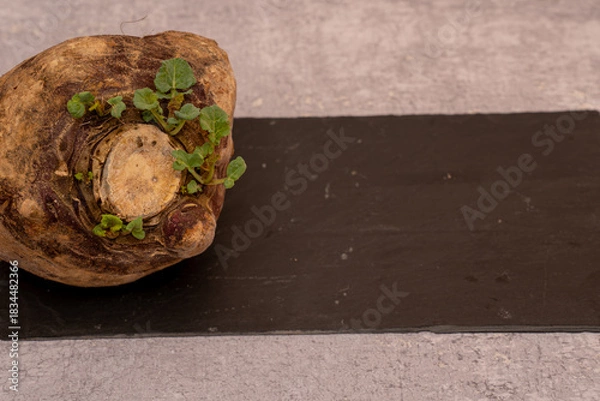 Fototapeta Top view of a fresh raw root vegetable (rutabaga, swede or celeriac) on a black slate tray with copy space